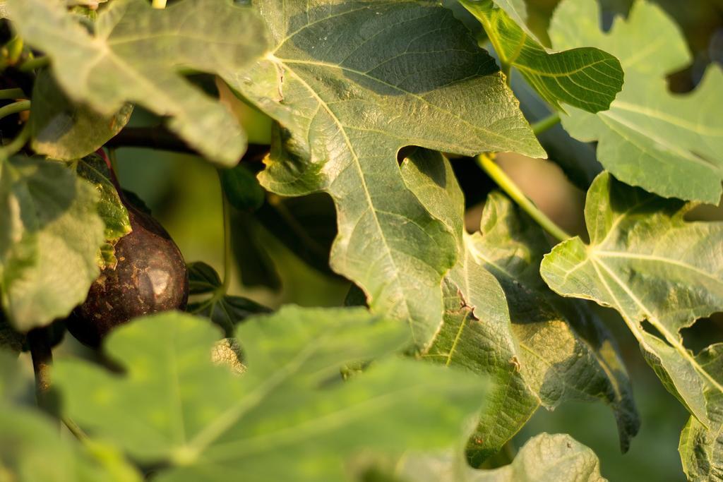 Agriturismo Il Gelsomino Ritrovato มิลาซโซ ภายนอก รูปภาพ