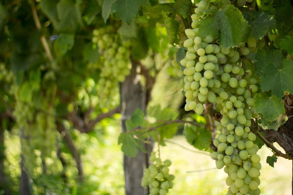 Agriturismo Il Gelsomino Ritrovato มิลาซโซ ภายนอก รูปภาพ