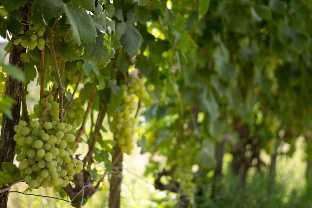 Agriturismo Il Gelsomino Ritrovato มิลาซโซ ภายนอก รูปภาพ